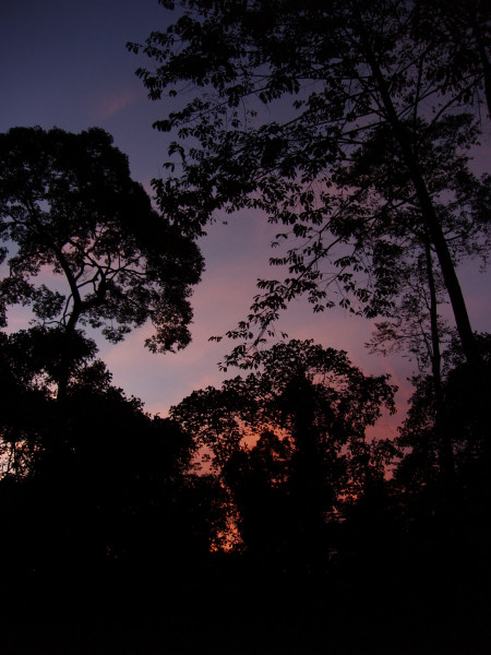 Above Canopy
