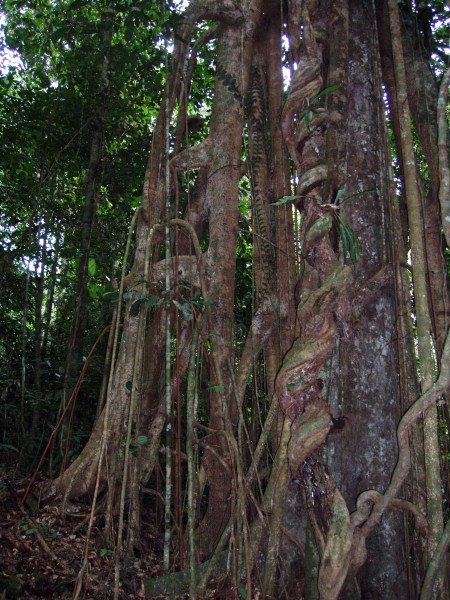 The Jungle