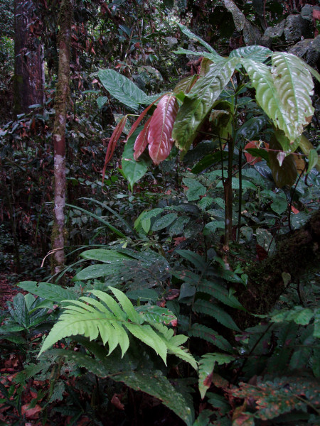 The Jungle