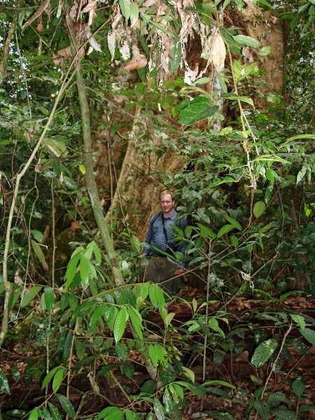 The Jungle